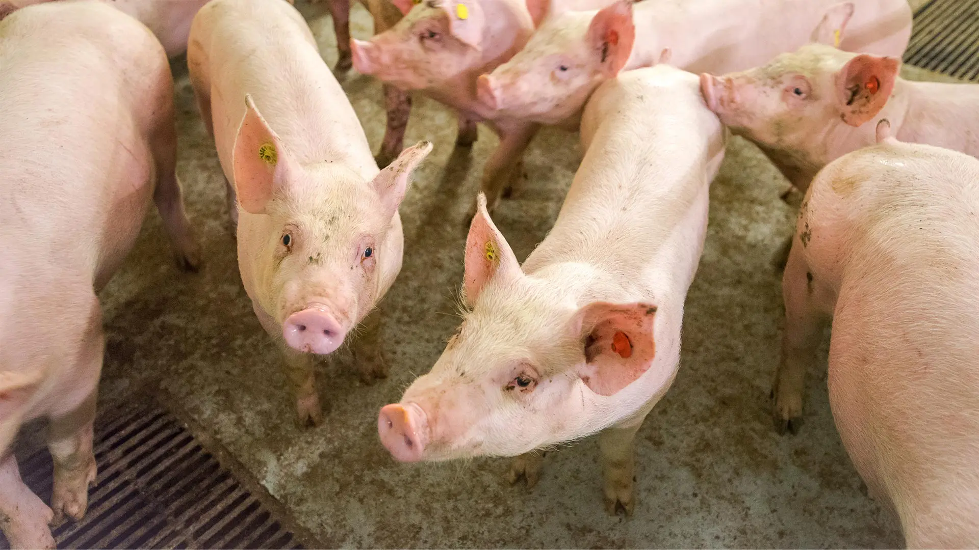 Ongediertevrije stallen voor varkens