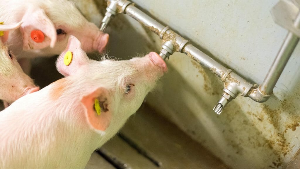 Schoon drinkwater voor varkens