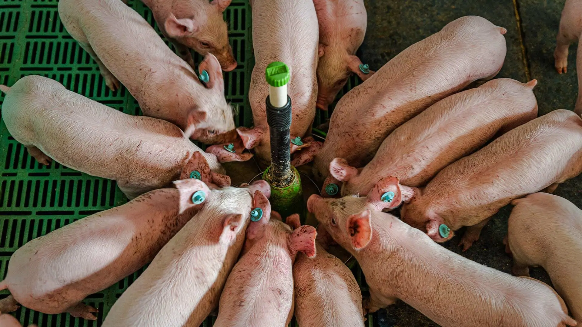 Pig-farming-headers-_0004_Header_slider