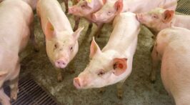 Ongediertevrije stallen voor varkens
